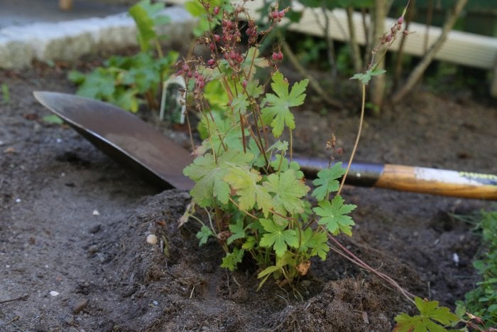 Look for planting inspiration in magazines or your local nursery. (Photo courtesy of Melissa Caughey/Tilly's Nest)