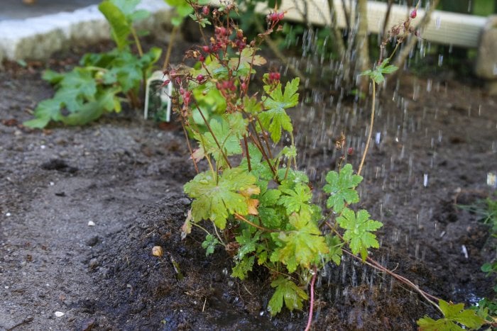 Give your new plants plenty of water and food. (Photo courtesy of Melissa Caughey/Tilly's Nest)