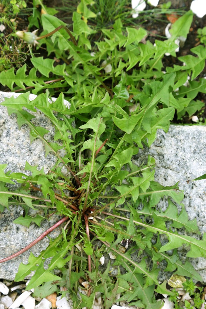 Identify the type of weed you have before starting a weed-control regiment. (Photo courtesy of Melissa Caughey/Tilly's Nest)