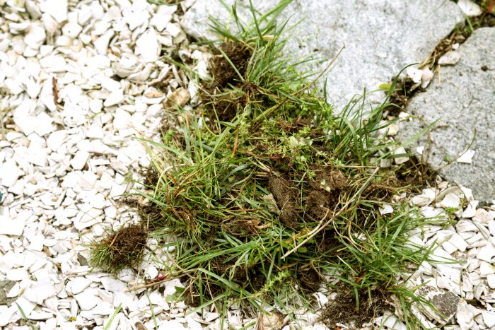 Pulling weeds by hand will cause the least amount of damage. (Photo courtesy of Melissa Caughey/Tilly's Nest)