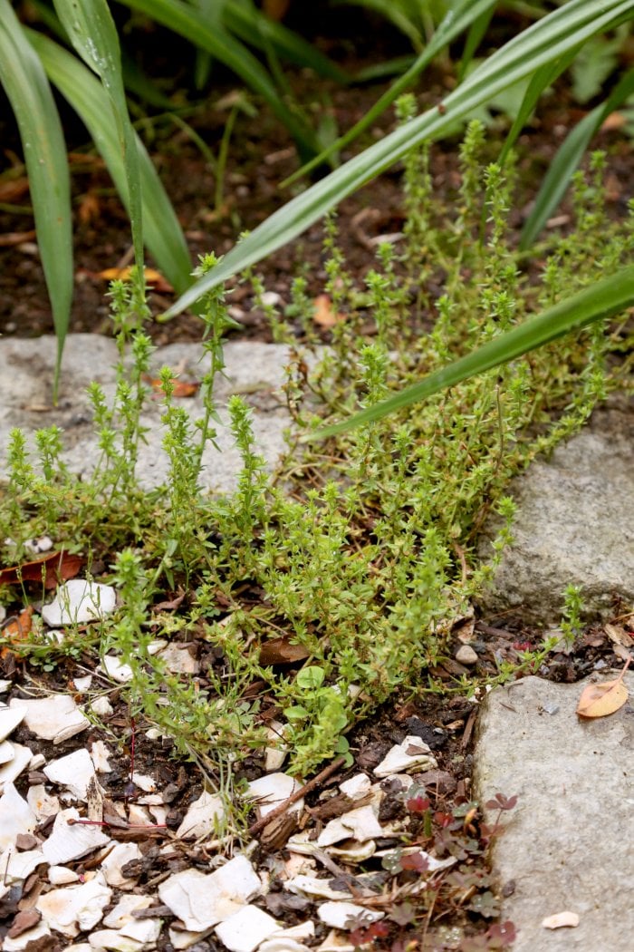 Some weeds may be helpful to bees, but you can pull any you don't like. (Photo courtesy of Melissa Caughey/Tilly's Nest)