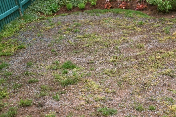 Choose the right seed to ensure a healthy lawn. (Photo courtesy of Melissa Caughey/Tilly's Nest)