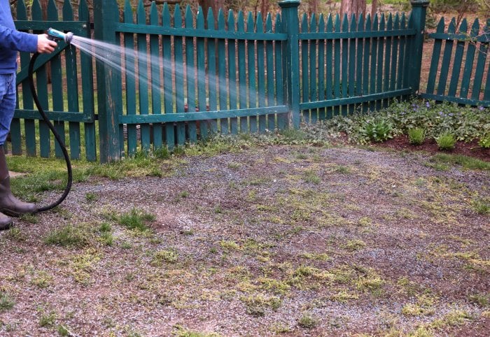 Water your new grass regularly to keep it growing nicely. (Photo courtesy of Melissa Caughey/Tilly's Nest)