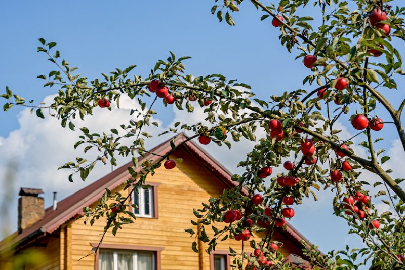 an apple tree in front of wood house (Photo by © dizfoto1973 - stock.adobe.com)