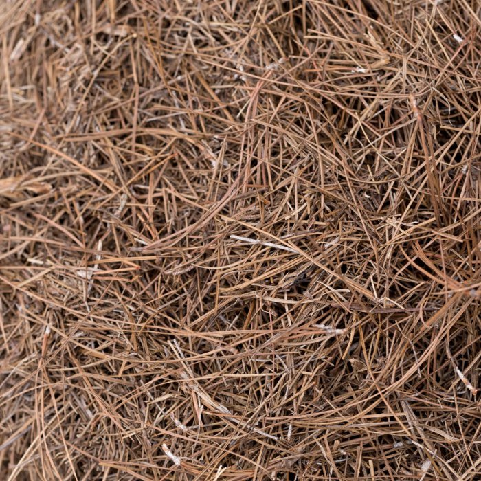 Pine needle mulch or pine straw