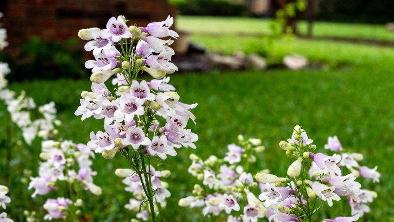 beardtongue (Photo by Stanley Ford / Shutterstock.com)
