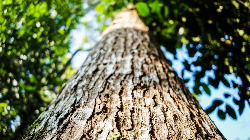 Big tree trunk (Photo by Fajrul Islam / Moment via Getty Images)