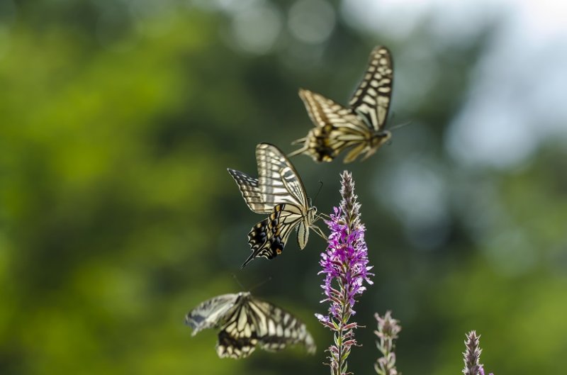 Three butterflies on a flower (Photo by © gabee-in / Adobe Stock)