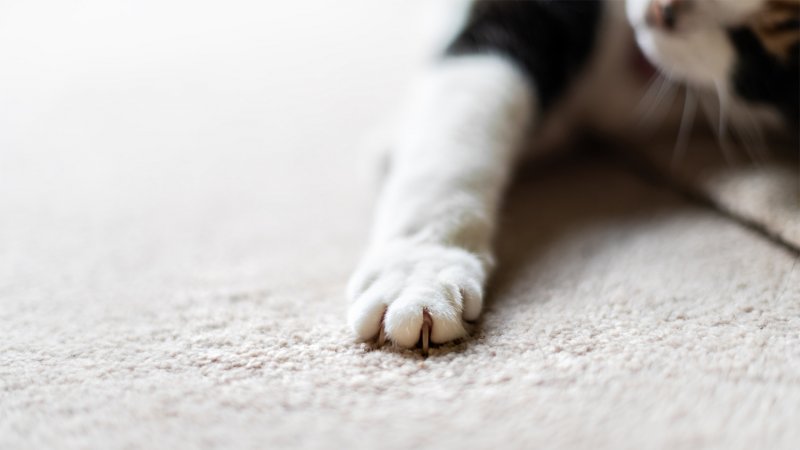 Close up of cat claws on white carpet (Photo by Ablokhin/iStock /Getty Images Plus via Getty Images)