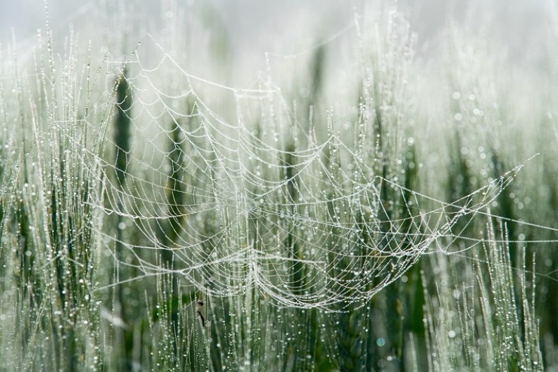 Cobwebs covered in dew (Photo by © Cavan Images / Caven / Getty Images)