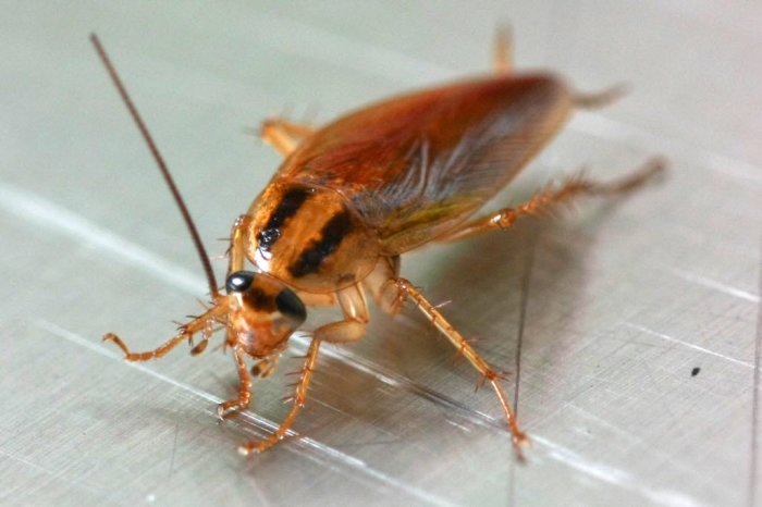 Coachroach