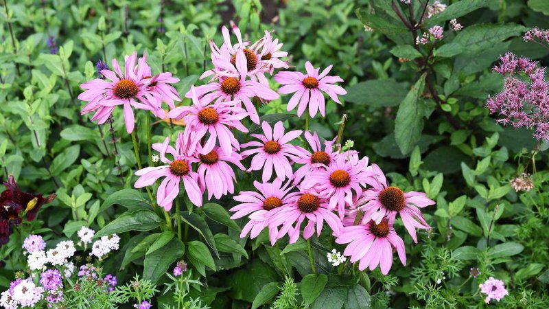 cone flower (Photo by photoPOU / Shutterstock.com)