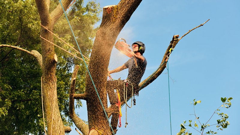 Tree professional cutting down tree (Photo by jStock - stock.adobe.com)