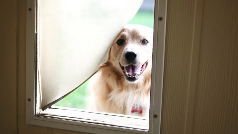 Dog looking through dog door (Photo by TriggerPhoto / iStock/Getty Images Plus via Getty Images)
