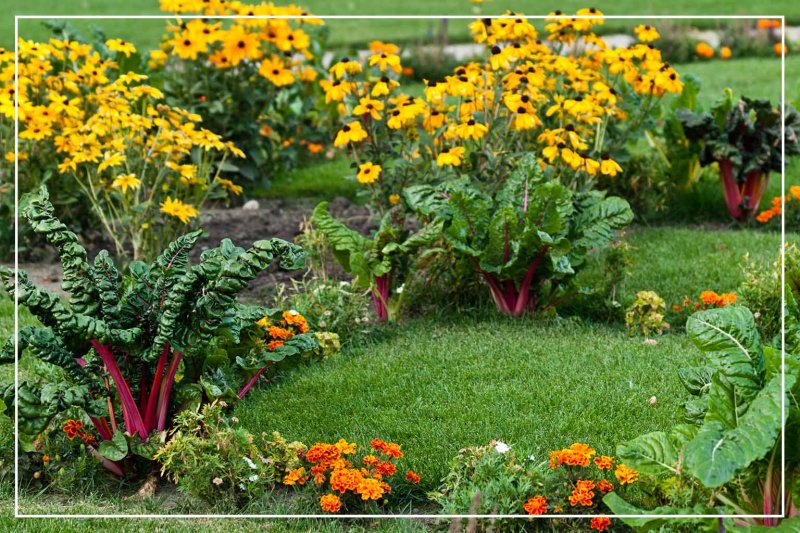 edible landscape in yard (Photo by Arjuna Kodisinghe/Shutterstock.com)