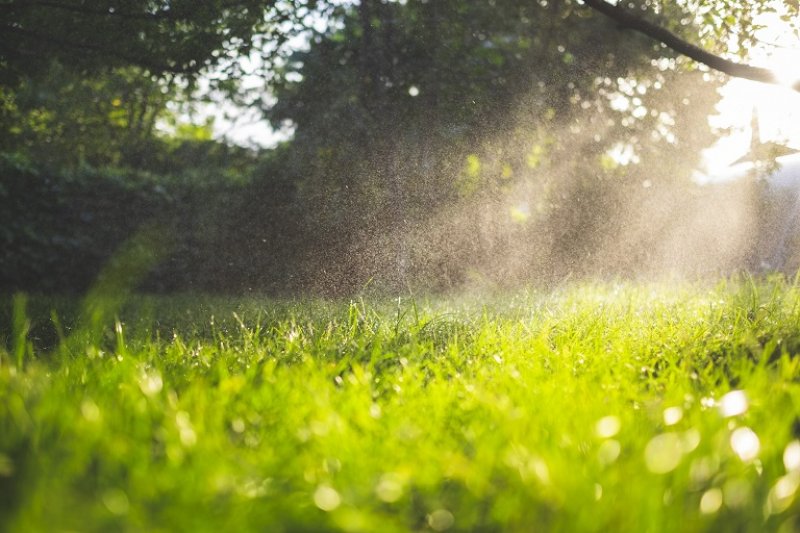 Fresh green grass with water droplets (Photo by © taniche / iStock / Getty Images Plus / Getty Images)