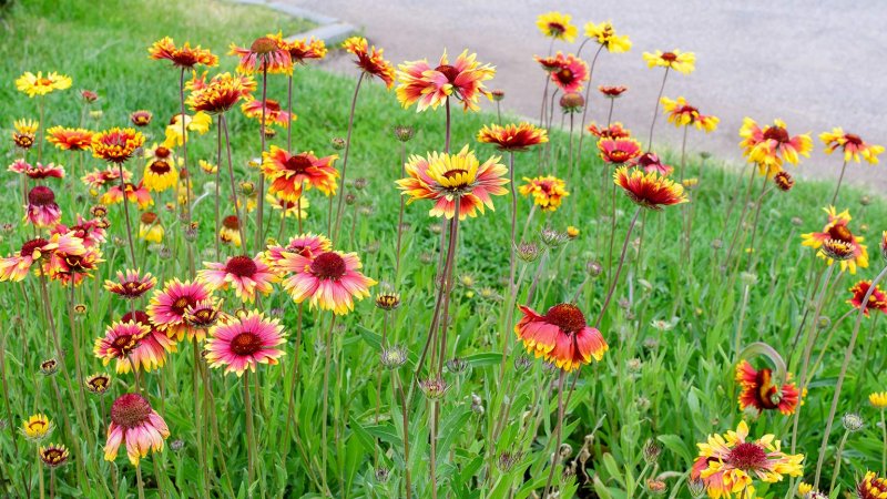 Gaillardia (Photo by Cristina Ionescu / Shutterstock.com)