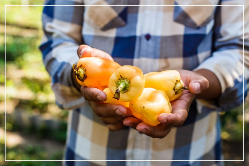 man holding bell peppers (Photo by Switlana Sonyashna/Shutterstock.com)