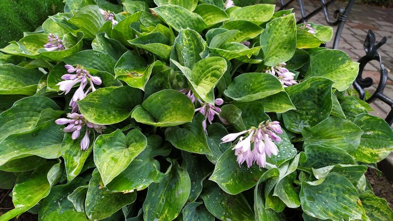 hosta (Photo by Sokolova V / Shutterstock.com)