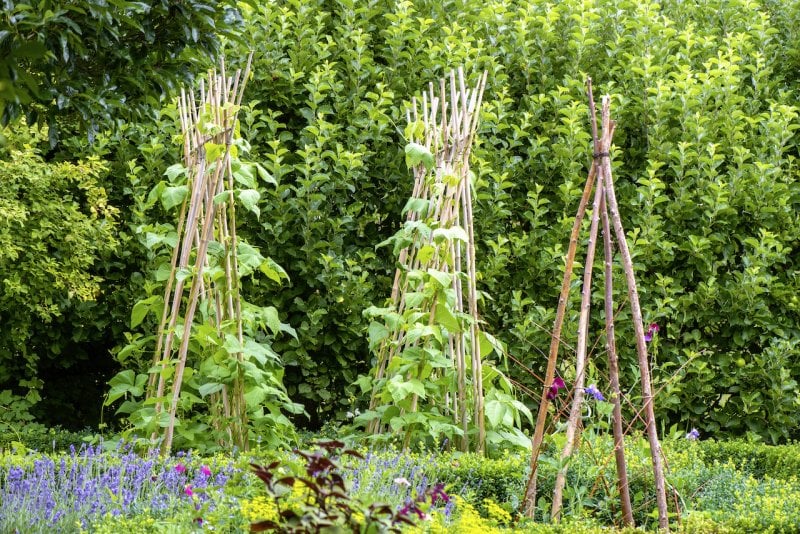 Runner beans growing in a vegetable garden on a wigwam made of wooden sticks (Photo by © Jacky Parker Photography/Moment/Getty Images.)