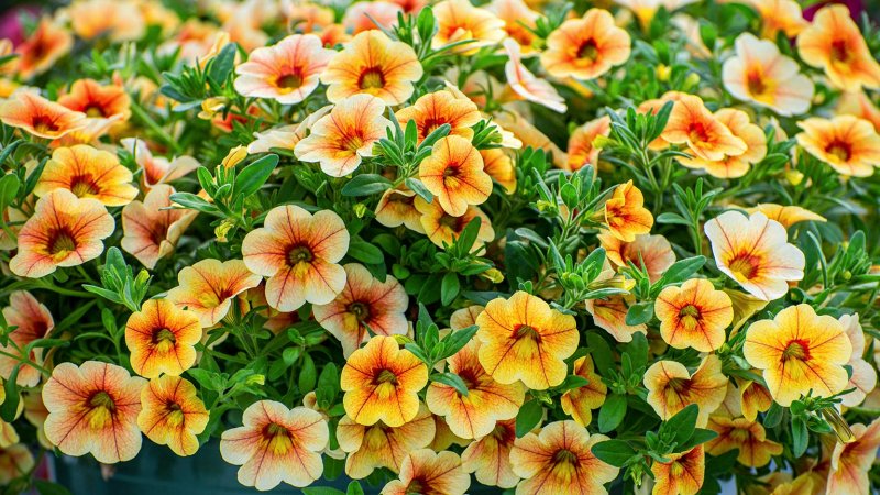 million bells (Photo by Christynat / Shutterstock.com)