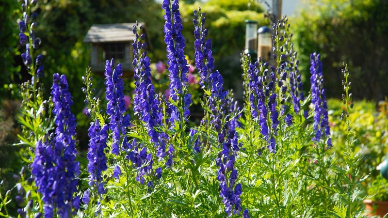 Monkshood (Photo by Josie Elias / Shutterstock.com)