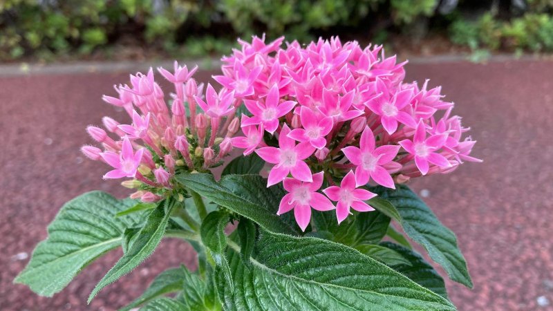 Pentas (Photo by TualekPhoto / Shutterstock.com)