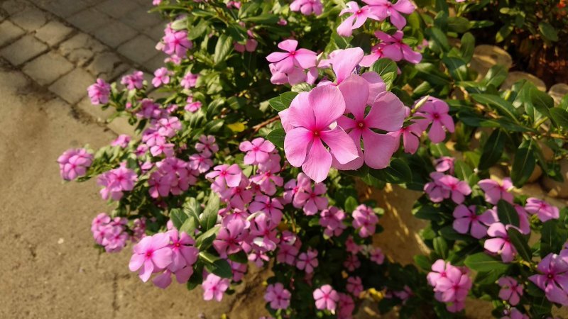 Periwinkle (Photo by Akhilesh Sarfare / Shutterstock.com)