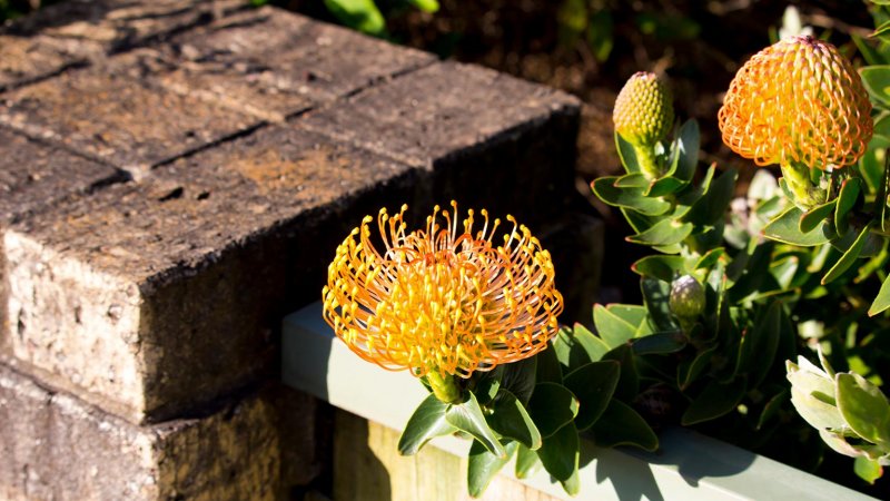 pin cushion flower (Photo by alybaba / Shutterstock.com)