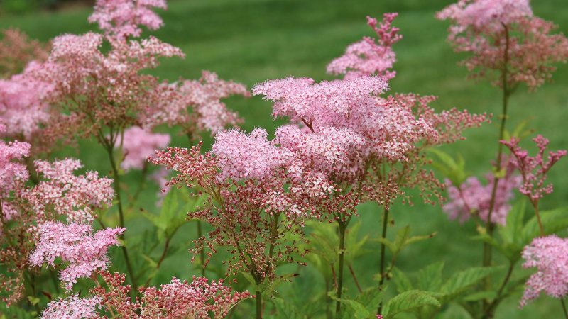 Queen of the Prairie (Photo by Tracy Immordino / Shutterstock.com)