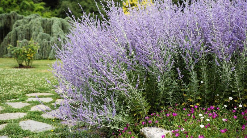 Russian sage (Photo by loflo69 / Shutterstock.com)