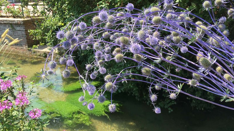 Sea Holly (Photo by M.5thier / Shutterstock.com)