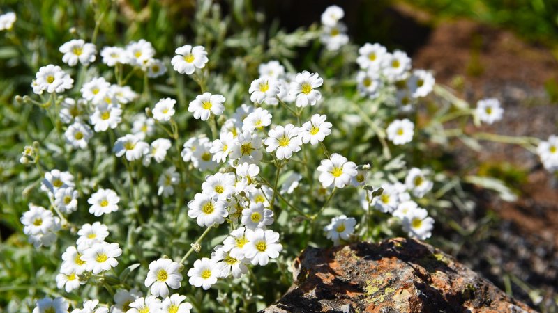 snow in summer flowers (Photo by photoPOU / Shutterstock.com)