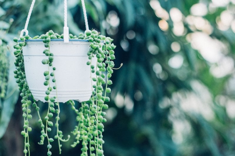 closeup of string of pearls plant with blurry greenery in background (Photo by Jessica Ruscello/iStock/Getty Images Plus via Getty Images)