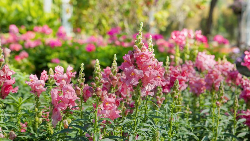 Summer Snapdragon (Photo by klaikungwon / Shutterstock.com)