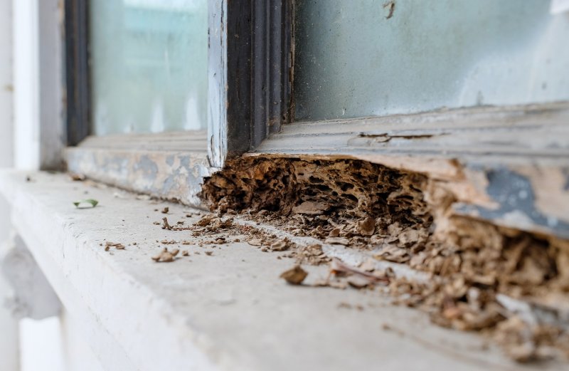 termite damage of wood window (Photo by Attapon Thana/Shutterstock.com)