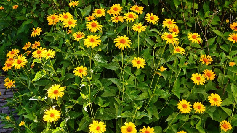 tickseed (Photo by weha / Shutterstock.com)