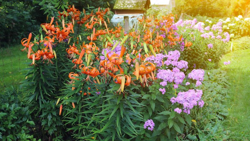 Tiger Lily (Photo by elegeyda / Shutterstock.com)