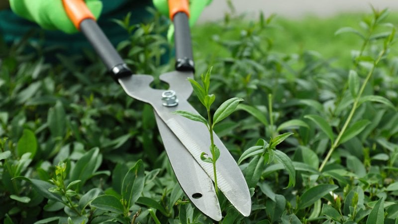 Closeup of trimming bushes (Photo by New Africa - stock.adobe.com)