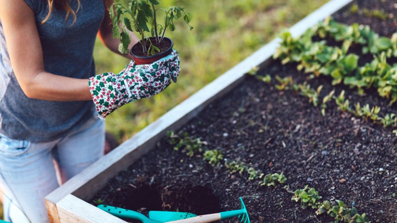 A woman taking care of plants in a flower bed (Photo by Jasmina007/iStock / Getty Images Plus via GettyImages)
