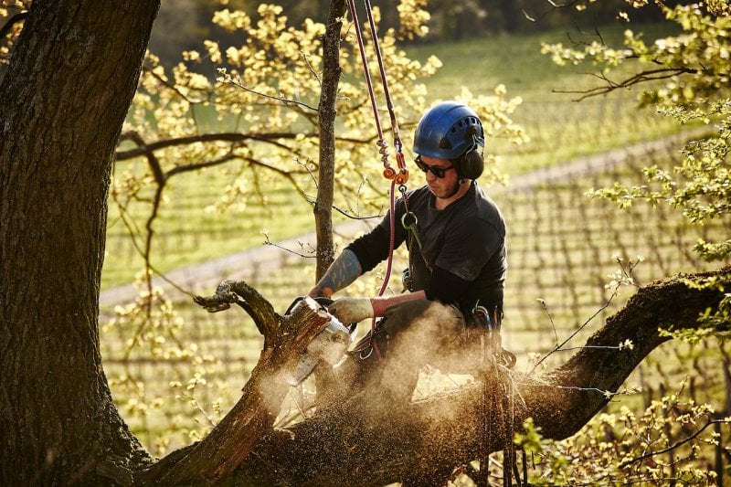worker cutting tree (Photo by © Oliver Rossi/Stone/Getty Images.)