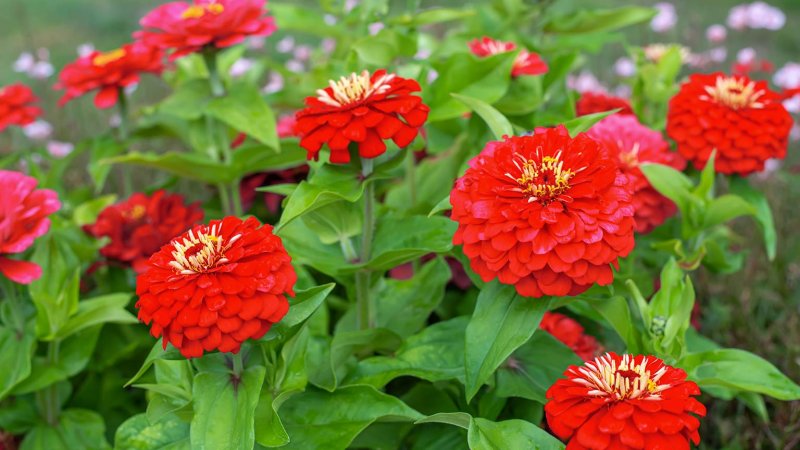 Zinnia (Photo by Iulianna Est / Shutterstock.com)