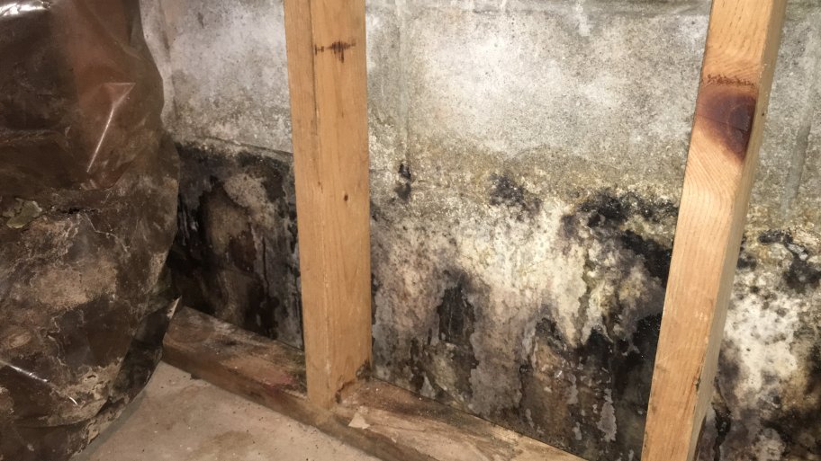 mold growing on wall