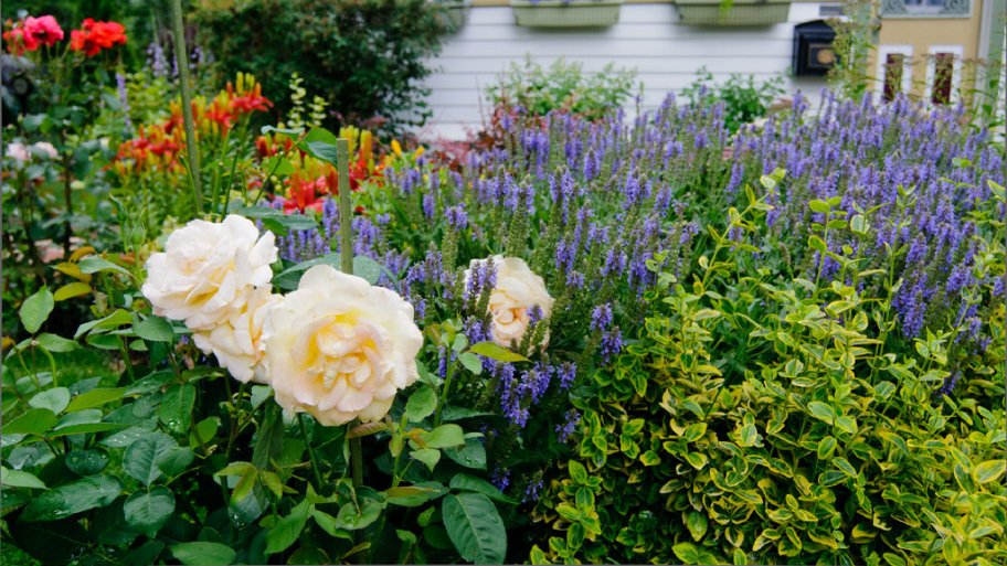 A garden with roses and lavender.