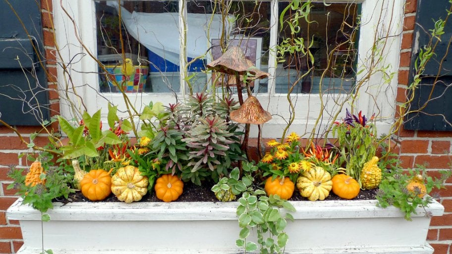 a fall window box with plants, small pumpkins and gourds