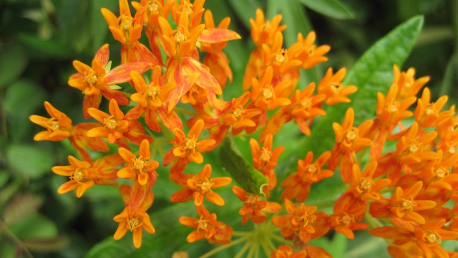 Butterfly weed