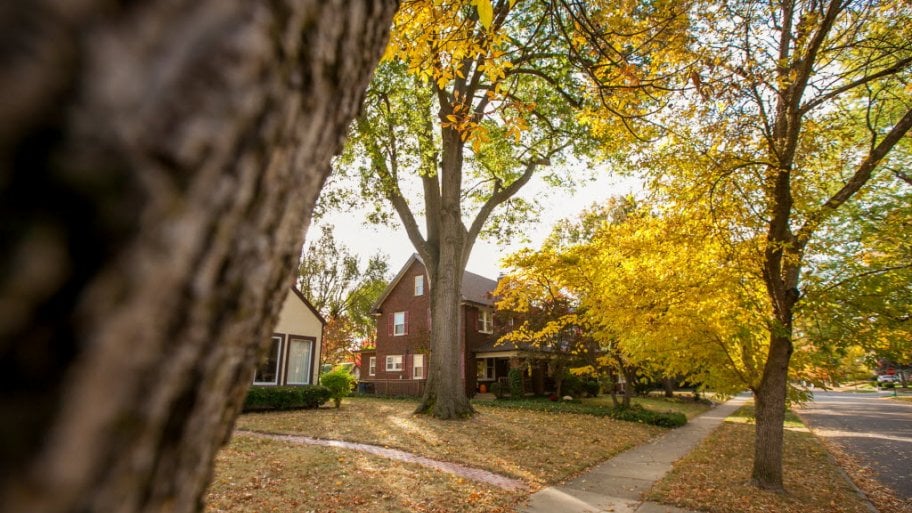 Fall colored leaves and trees in Indianapolis Meridian Kessler neighborhood