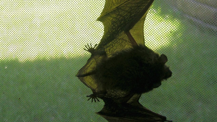 bat screen door bat in the house