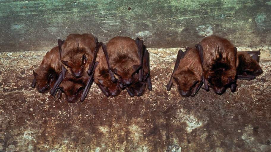 5 Signs of Bats in the Attic Angi [Angie�s List]