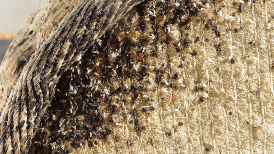Bed bug